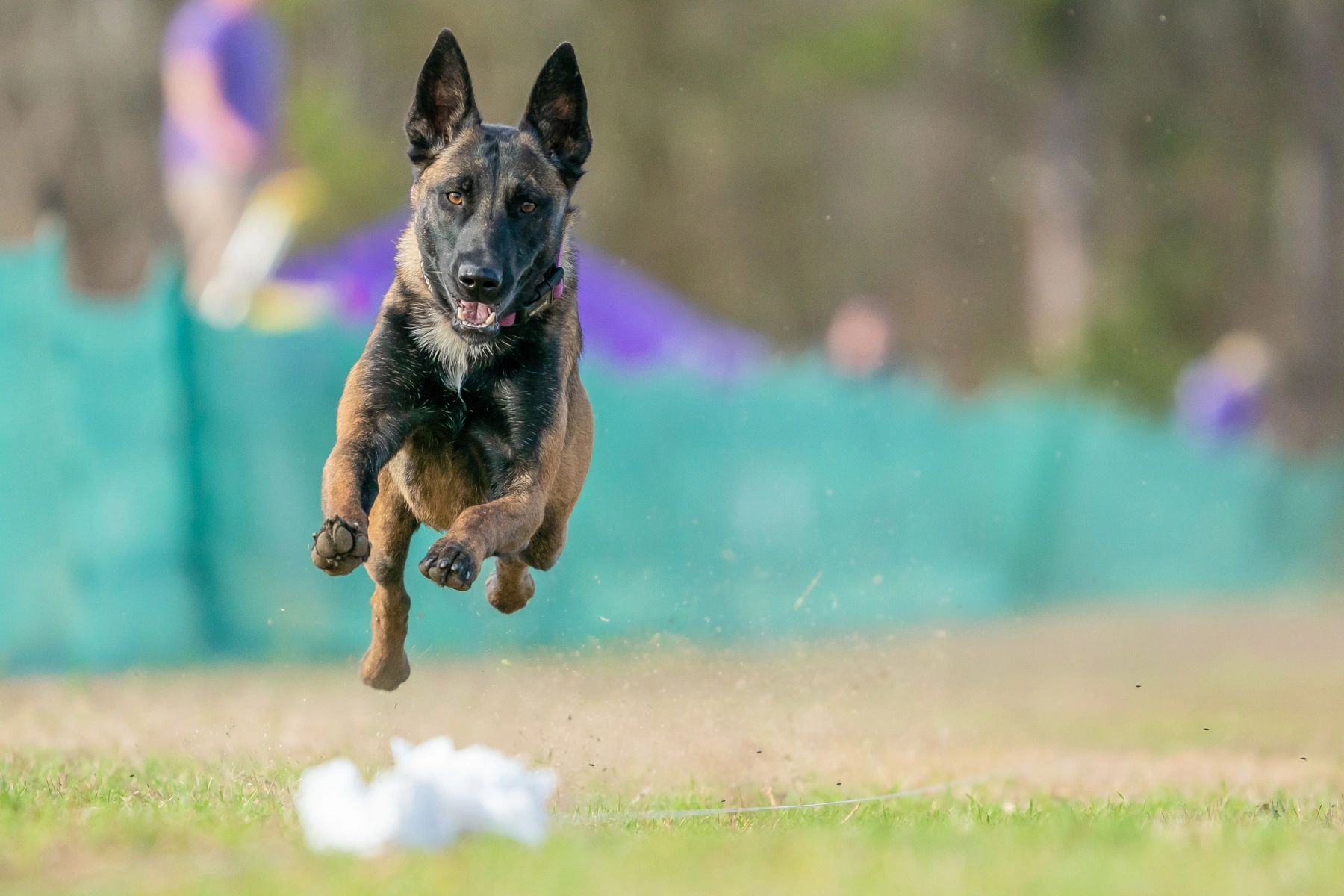 Siberian malinois on sale